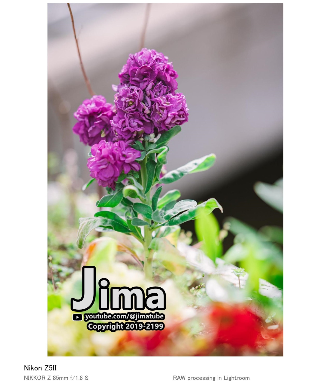 Z5II｜NIKKOR Z 85mm f/1.8 S